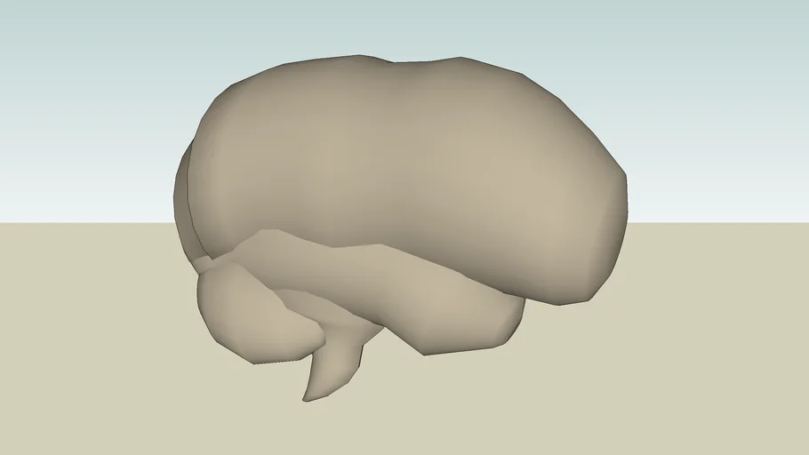 Brain | 3D Warehouse