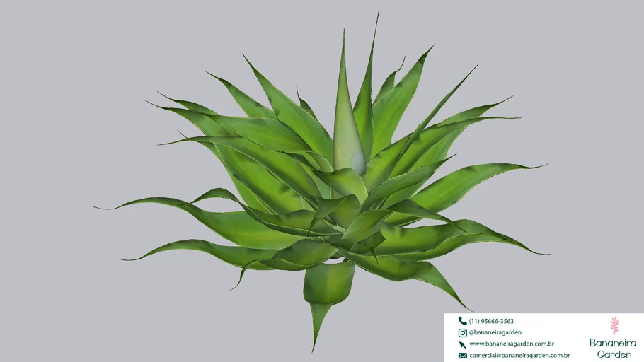 PLANTA AGAVE 01
