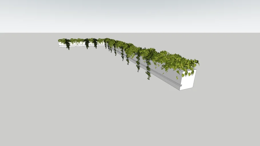 Vine Plants