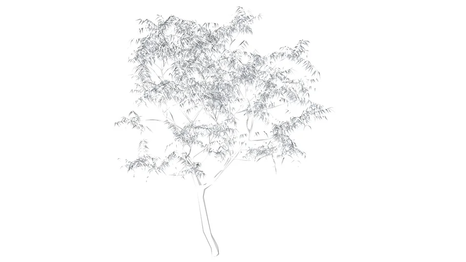 pohon