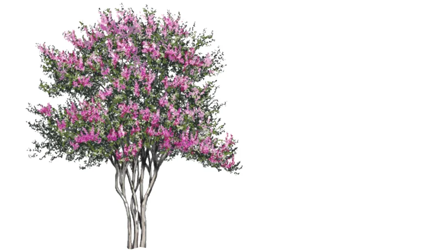 Lagerstroemia Indica