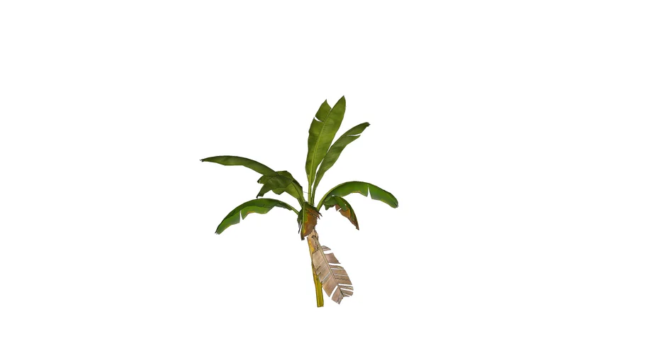 Banana Tree