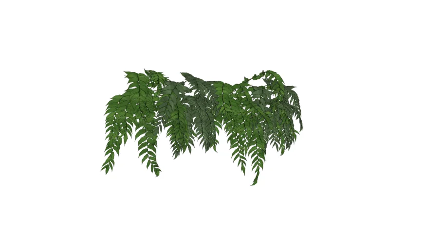 PLANTA SAMAMBAIA