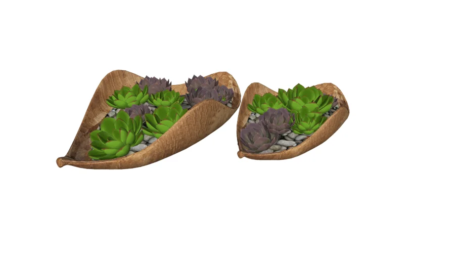 Bowl Suculenta
