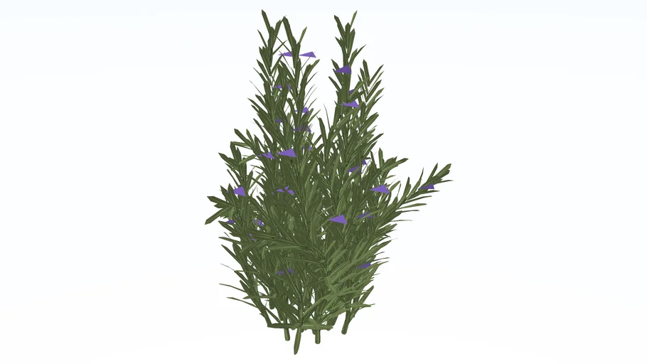 Rosmarinus officinalis Rosemary Romero
