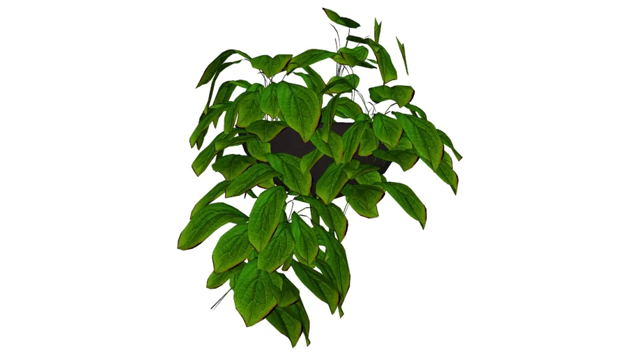 PLANTA
