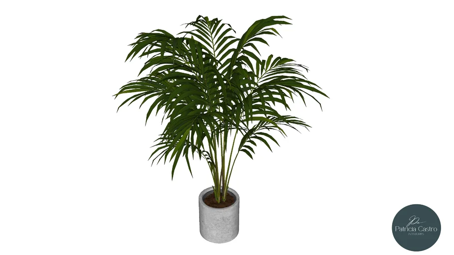 Vaso Planta Areca 02 