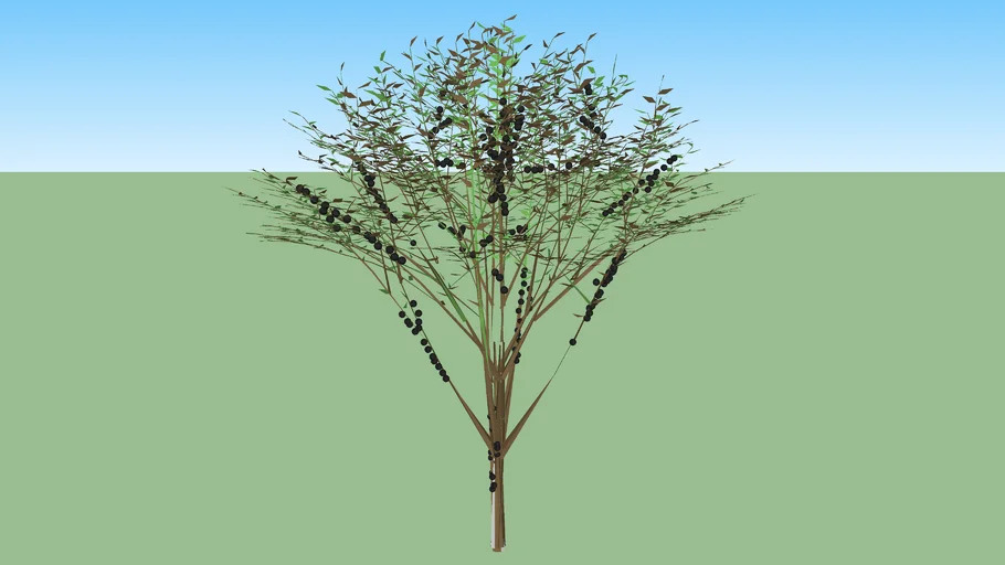 Jaboticabeira