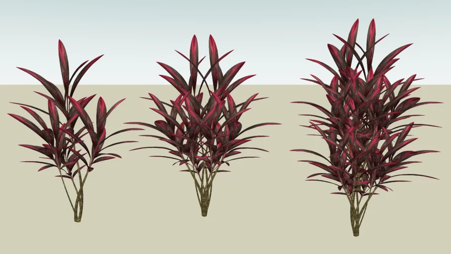 DRACENA CORDELINE