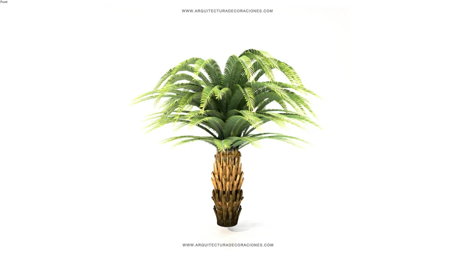 PALMERA 2
