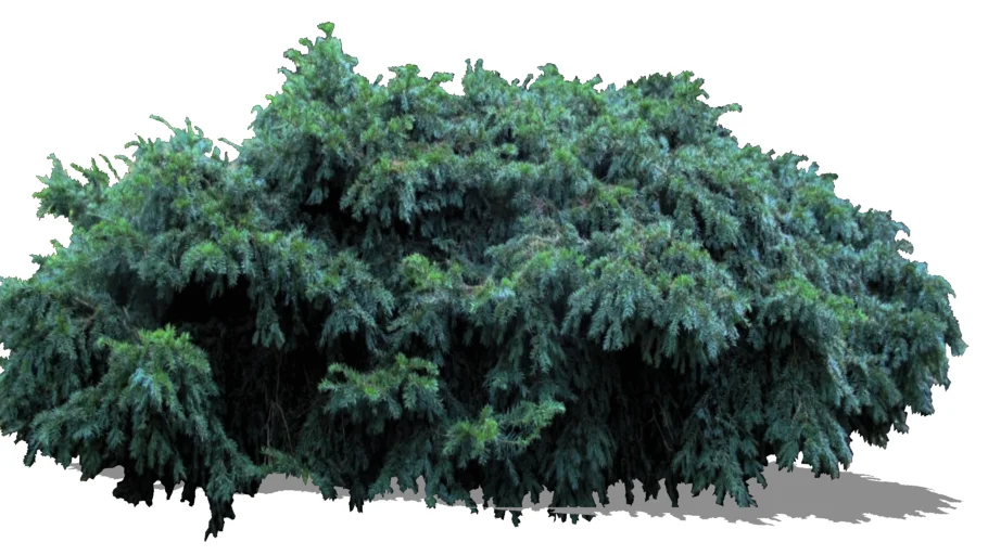Taxus baccata 'Repandens'- Spreading English Yew-Cis