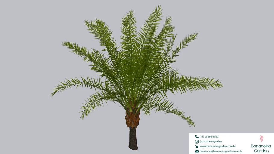 PLANTA ARVORE PALMEIRA PHOENIX