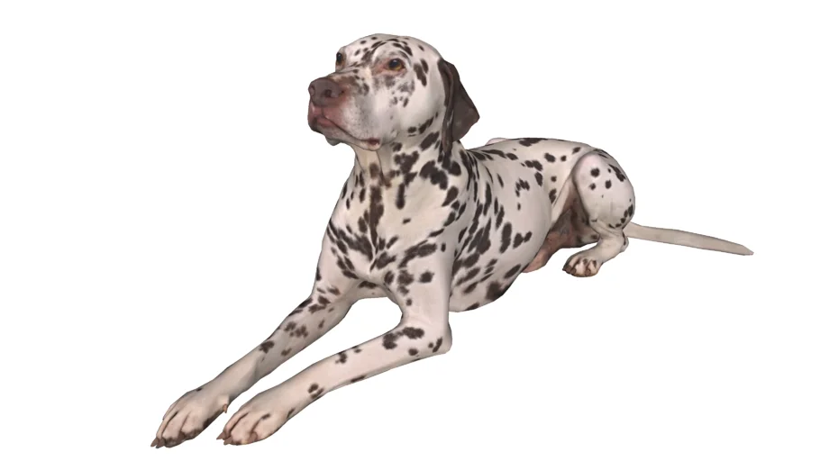 DOG, PERRO, CANINO.