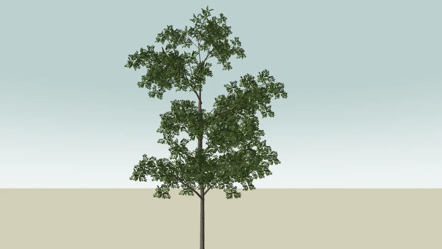 Arbol 1