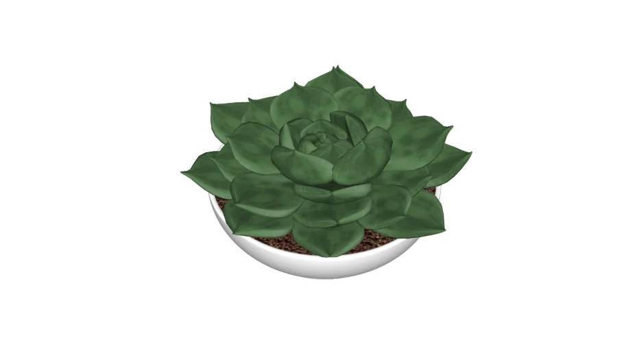 SUCULENTA