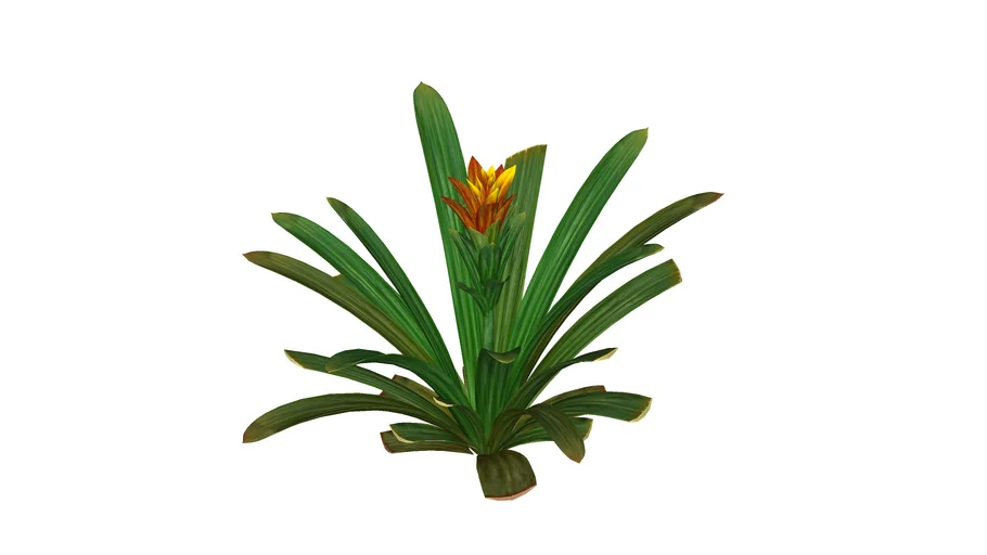 Paisagismo_Bromélia Guzmânia (Guzmania ligulata)