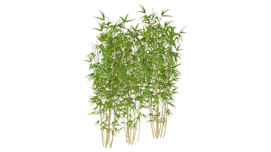 Bambú