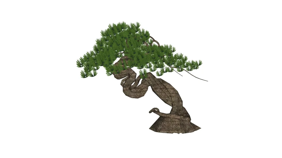 BONSAI 29