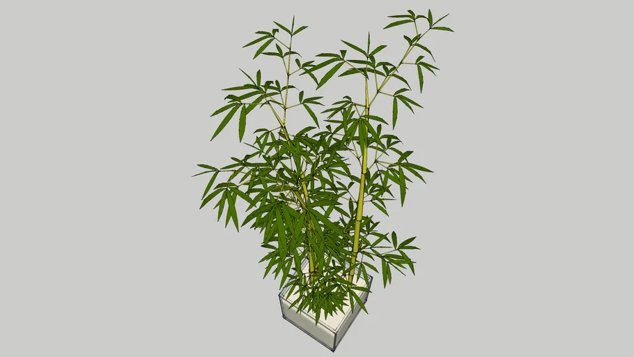 pohon bambu hias