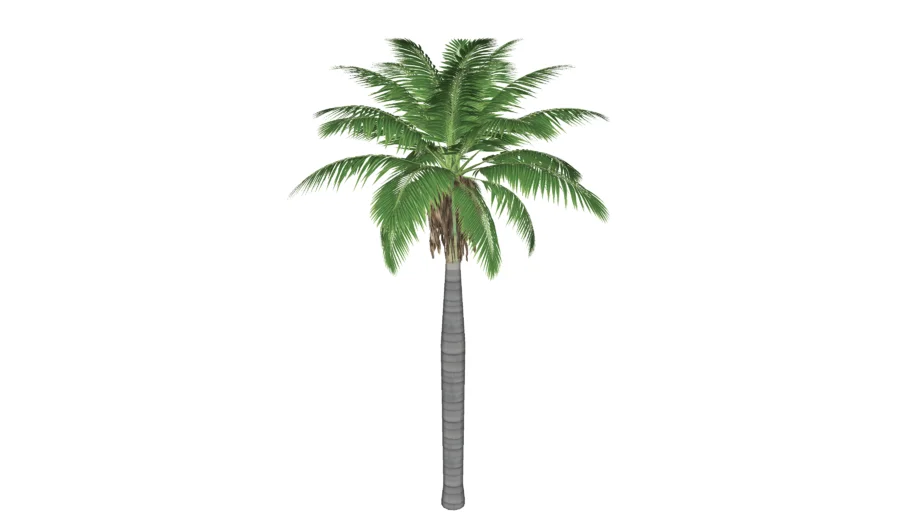 Palem Raja (Roystonea Regia)