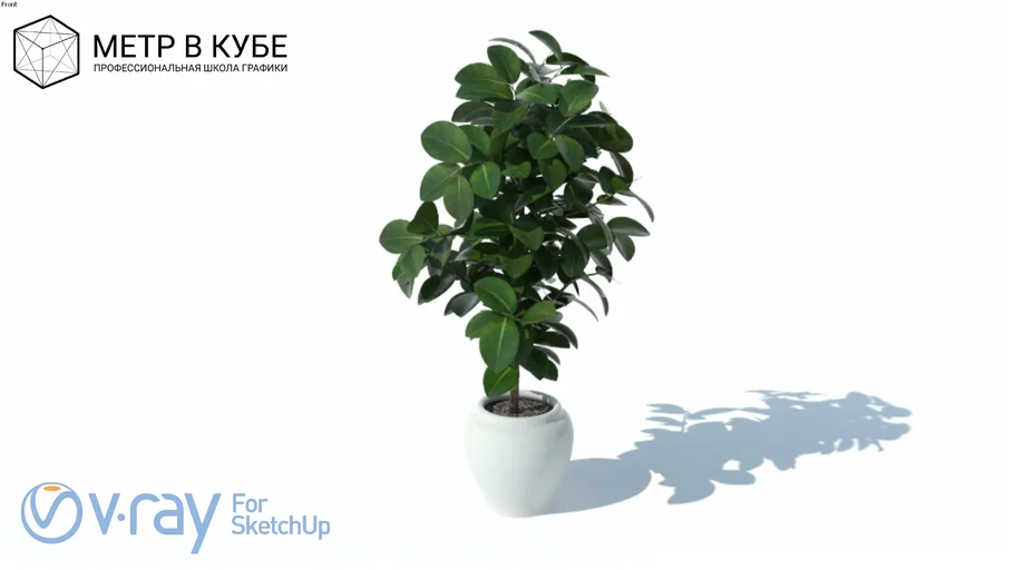 Vegetação_03 Ficus Lyrata