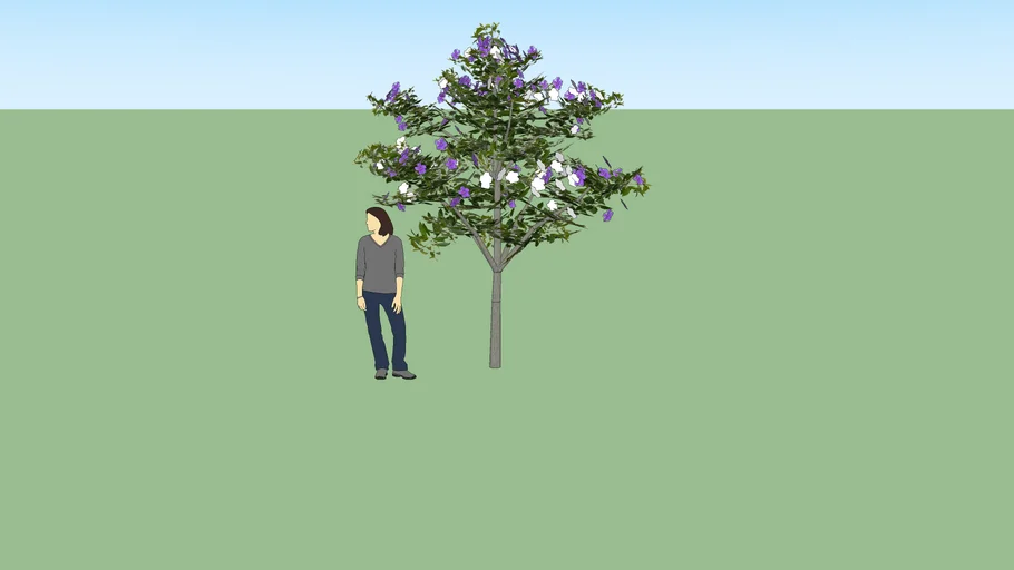 MANACÁ DA SERRA - ANA REYES