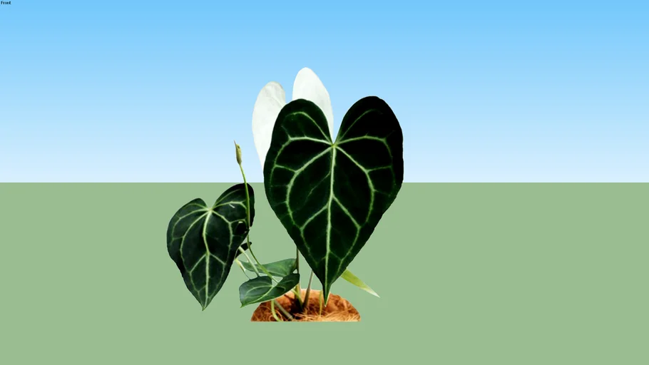 Kuping Gajah -  Anthurium crystallinum