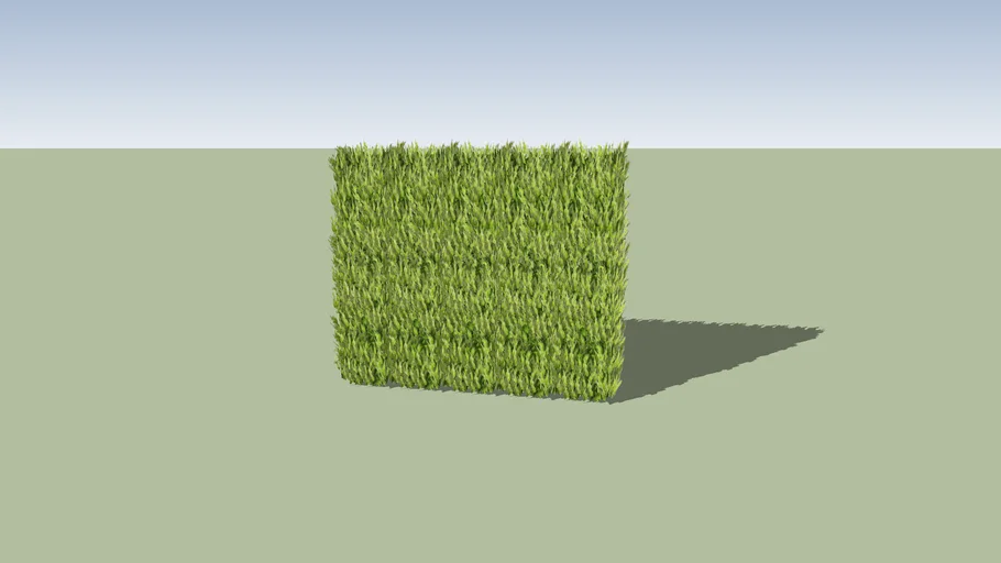 Cupressus macrocarpa 'Goldcrest' (hedge)