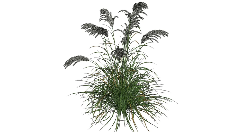 3d grass miscanthus sacchariflorus_02