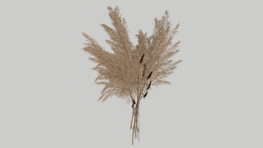 Pampas Grass