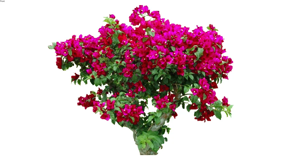 Land F/X - Shrubs - Vines and Espalier - Bougainvillea Hybrid 02 HD