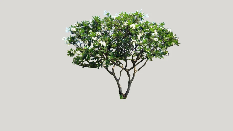 Frangipani