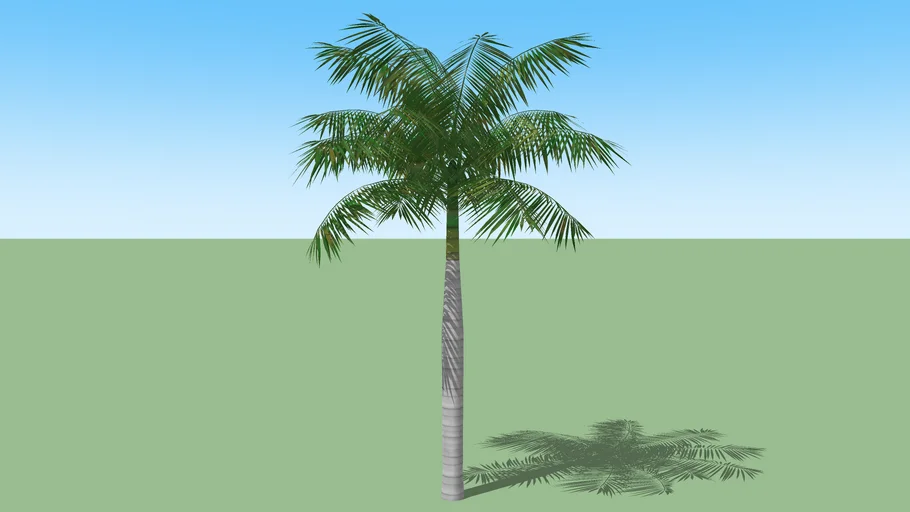 Palm Tree