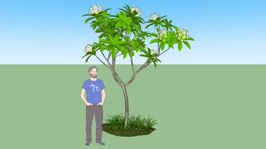 Kamboja Tree