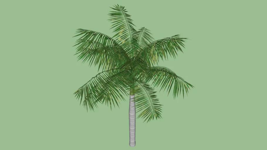 Palmera