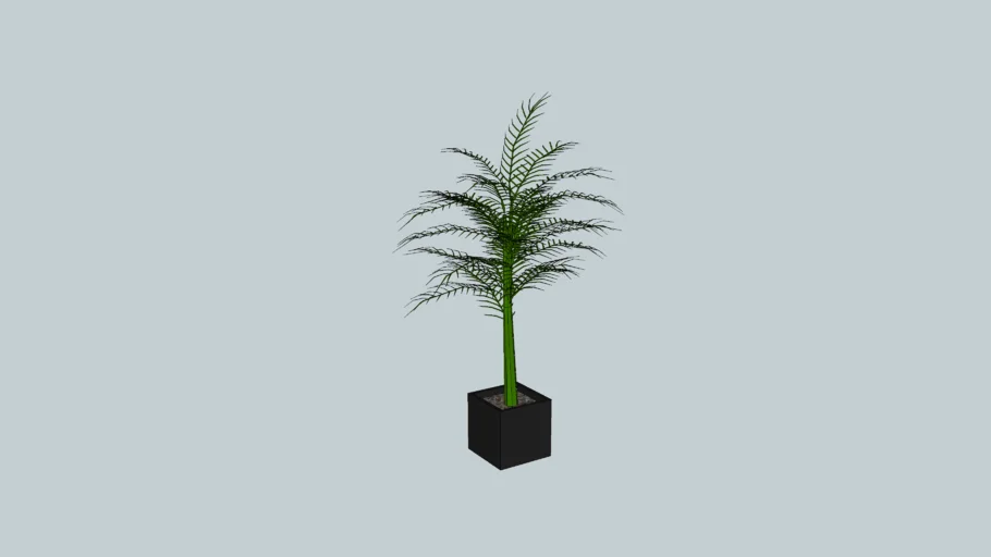 indoor plant