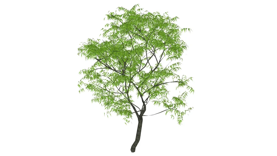 tree 02
