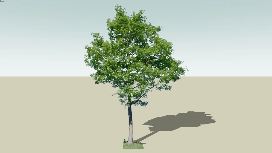 tree