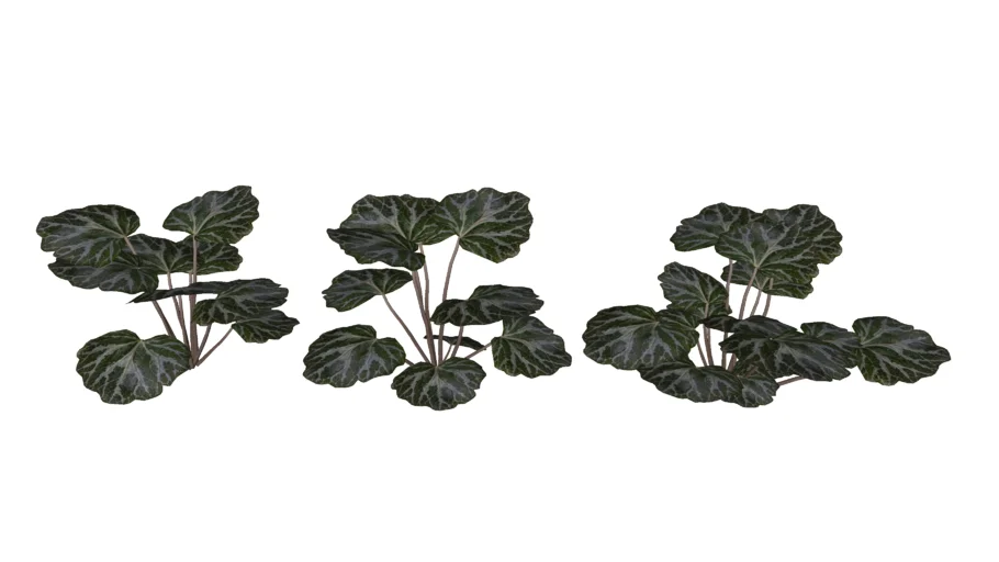 Saxifraga stolonifera_Begônia-morango_Paisagismo