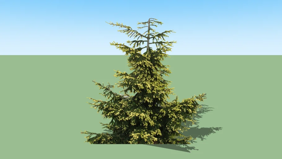 Picea+abies Aurea