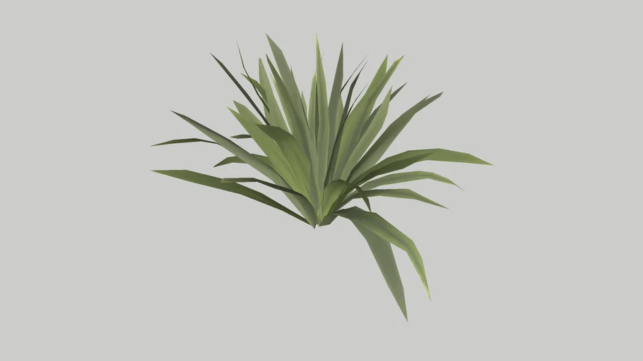 Astelia chathamica 1