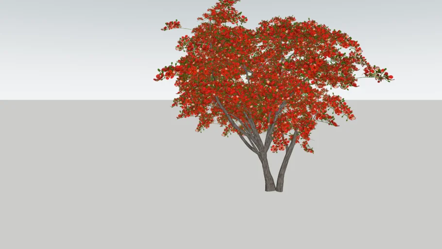 Flamboyant - Delonix regia