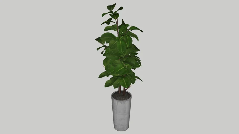Indoor Plant