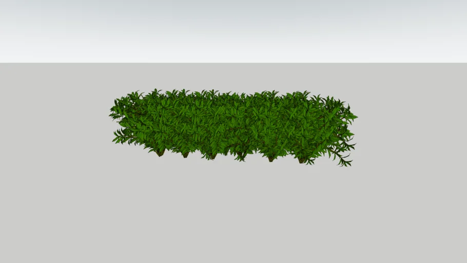 bushes
