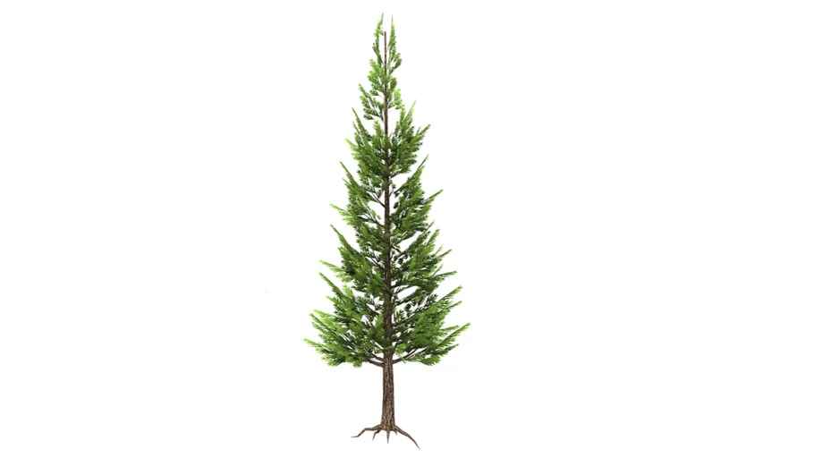 Spruce Tree | 3D Warehouse