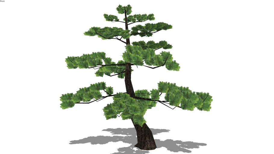 Pine tree
