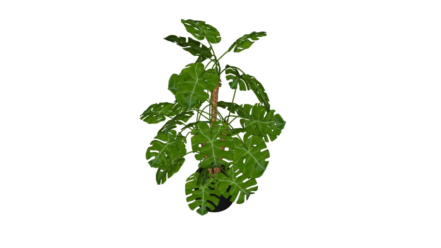 Monstera Plant