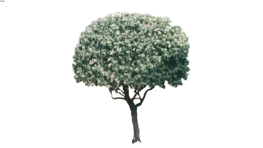 pyrus salicifolia pendula ornamental pear 2D lollipop pruned