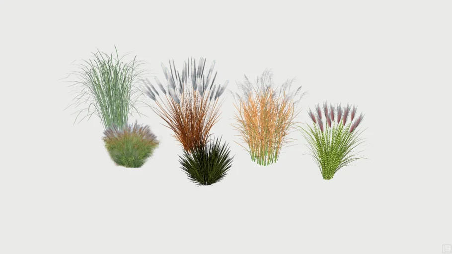 Miscanthus Sinensis Grasses