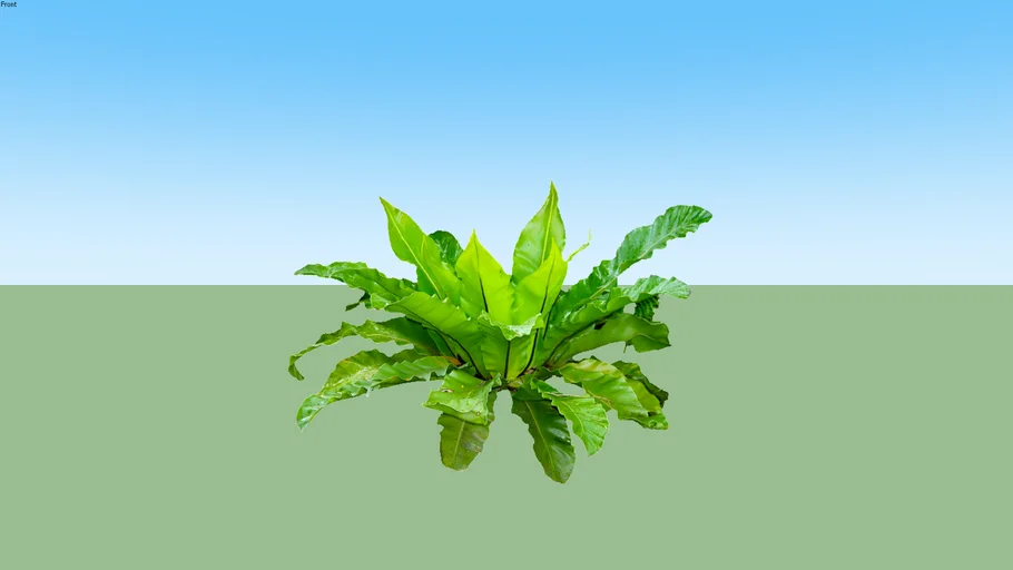 Kadaka Tanah - Paku Sarang Burung